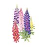 Lupine Wildflower Seed Russell Blend 1.5 gm