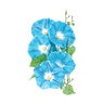 Morning Glory Wildflower Seed Heavenly Blue 2 gm