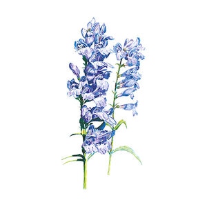 Penstemon Wildflower Seed Rocky Mountain Blue 350 mg