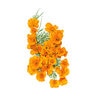 Poppy Wildflower Seed California Orange 2 gm