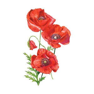 Poppy Corn Wildflower Seed  American Legion 1 gm