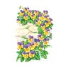 Viola Johnny-Jump-Up Flower Seed 200 mg