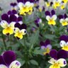 Viola Johnny-Jump-Up Flower Seed 200 mg
