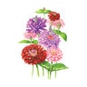 Zinnia Northern Lights Blend Flower Seed 1 gm