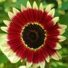 Sunflower Wildflower Seed Drop Dead Red hybrid large packet 3 gm