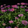Zinnia Northern Lights Blend Flower Seed 1 gm