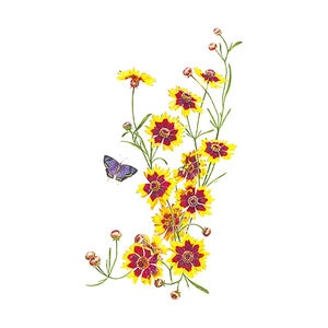 Coreopsis Plains Coreopsis Flower Seed 100 mg