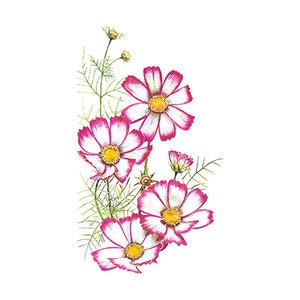 Cosmos Candystripe Flower Seed 500 mg