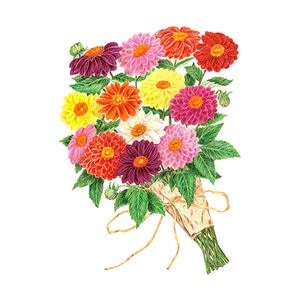 Dahlia Decorative Double Blend Flower Seed 500 mg