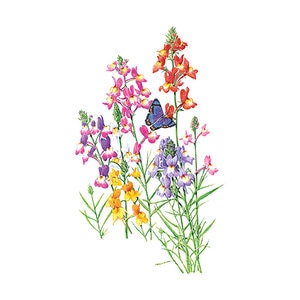Linaria Fairy Bouquet Flower Seed 200 mg