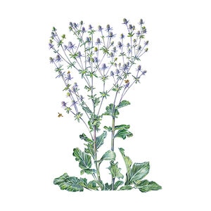 Sea Holly Steel Blue Flower Seed 400 mg