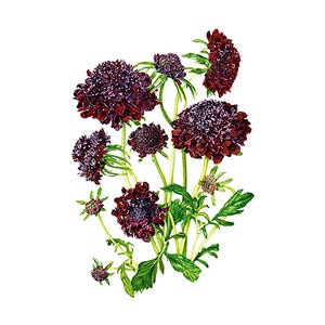 Scabiosa Black Knight Flower Seed 25 seeds