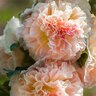 Hollyhock Chater's Double Blend Flower Seed 500 mg