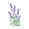 Salvia Blue Victory Flower Seed 75 seeds