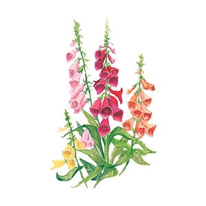 Foxglove Gloxiniiflora Blend Flower Seed 350 mg