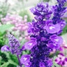 Salvia Blue Victory Flower Seed 75 seeds
