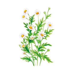 Feverfew ORG Flower Seed 150 mg