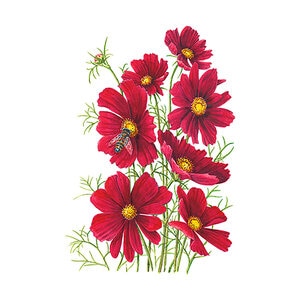 Cosmos Rubenza Flower Seed  300 mg