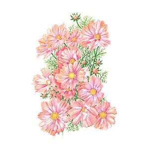 Cosmos Apricotta Flower Seed 30 seeds