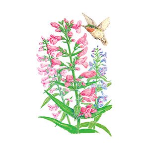 Penstemon Dazzler Blend Flower Seed  150 mg