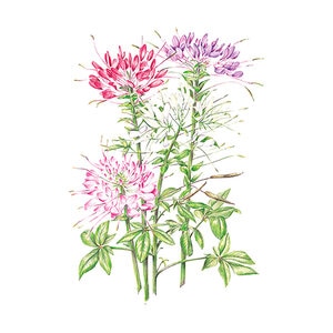 Cleome Fountain Blend Org Flower Seed 300 mg