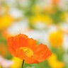 Poppy Iceland Nudicaule Blend Flower Seed 400 mg