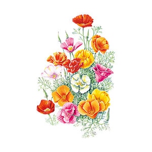 Poppy California Mission Bells Flower Seed 1 gram