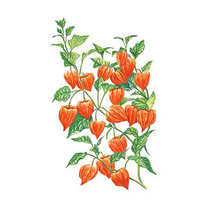 Chinese Lantern Flower Seed 150 mg