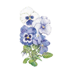 Pansy Got the Blues Flower Seed 200 mg