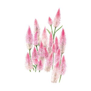 Celosia Flamingo Flower Seed 150 mg