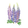 Blue Bonnet Sundial Lupine Flower Seed 1.5 grams