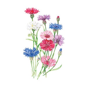 Bachelor Button Tall Blend Org Flower Seed 500 mg