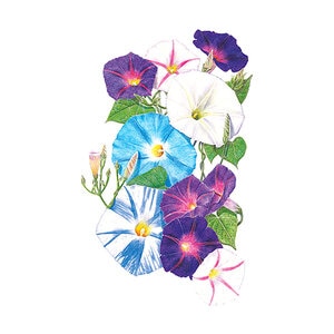 Morning Glory Something Old/New Flower Seed 6 grams