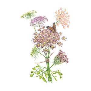 Ammi Dara Flower Seed 30 seeds