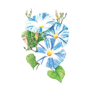 Morning Glory Flying Saucer Flower Seed 1.5 gm