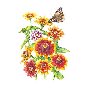 Zinnia Persian Carpet Flower Seed 300 mg.