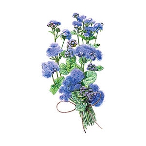 Ageratum Blue Planet Hybrid Flower Seed 25 seeds