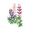 Lupine Pixie Delight Flower Seed 1.5 grams