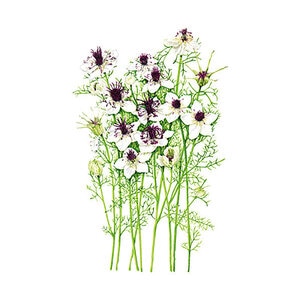 Love-in-a-Mist African Bride Flower Seed 250 mg
