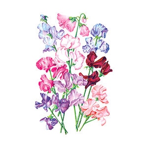 Sweet Pea Bouquet Blend Flower Seed 3 grams