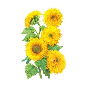 Sunflower Dwarf Teddy Bear Wildflower Seed 1 gm