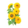 Sunflower Dwarf Teddy Bear Wildflower Seed 1 gm