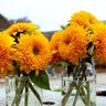 Sunflower Dwarf Teddy Bear Wildflower Seed 1 gm