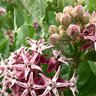 Milkweed Showy Wildflower Seed 150 mg 150 mg