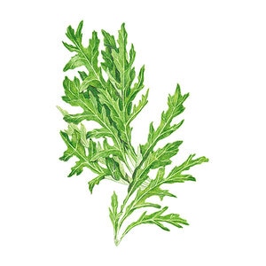 Arugula Vegetable Seed Wild Rocket Organic 500 mg