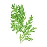 Arugula Vegetable Seed Wild Rocket Organic 500 mg