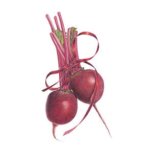 Beet (red) Vegetable Seed Detroit Dark Organic 2.5 gm