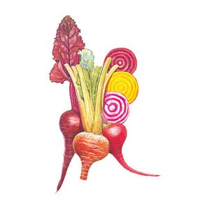 Beet Gourmet Vegetable Seed Blend Organic 1.5 gm