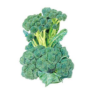 Broccoli Vegetable Seed Di Cicco Organic 1.5 gm