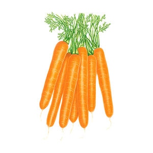 Carrot Scarlet Nantes Organic Vegetable Seed 800 mg